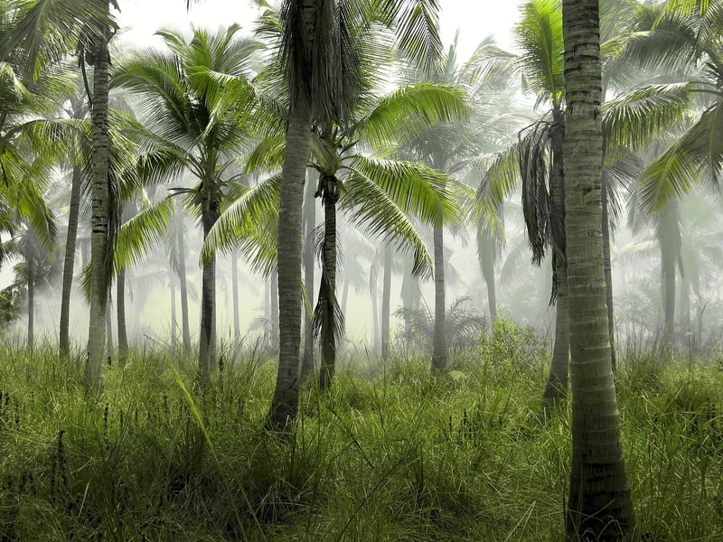 Palm Trees Paradise